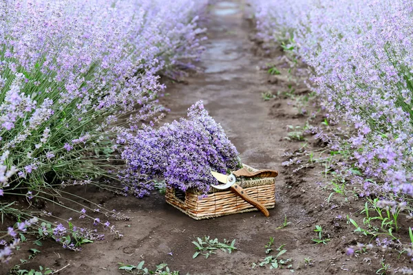 Schachtel Mit Lavendelblüten Und Zange Feld — Stockfoto