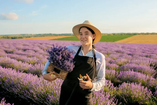 Female Farmer Holding Basket Lavender Flowers Pruner Field — Stock Photo, Image