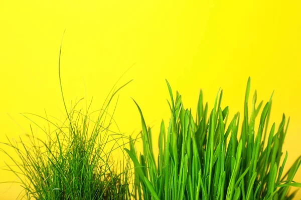 Fresh Wheatgrass Color Background — Stock Photo, Image