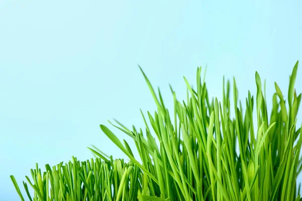 Fresh Wheatgrass Color Background — Stock Photo, Image