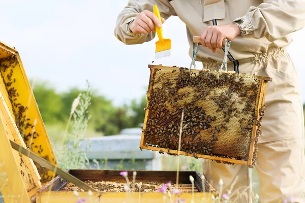 Apicoltore Che Lavora Suo Apiario — Foto Stock