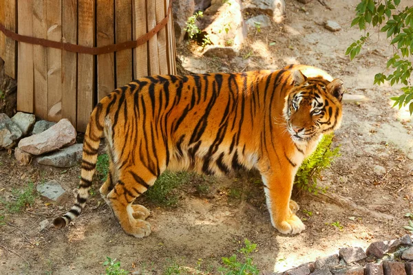 Beau Tigre Dans Jardin Zoologique — Photo