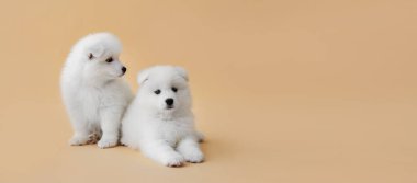 Renk arkaplan üzerinde sevimli komik köpek yavruları metin için boşluk