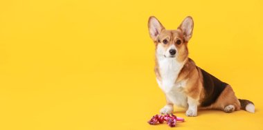 Renk arkaplan üzerinde sevimli komik köpek metin için boşluk