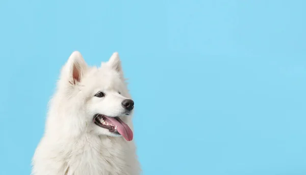 Χαριτωμένο Αστείο Σκυλί Στο Φόντο Χρώμα Χώρο Για Κείμενο — Φωτογραφία Αρχείου