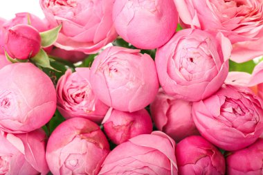 Arka plan olarak güzel şakayık gülleri