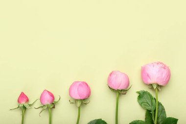 Renkli arkaplanda güzel şakayık gülleri