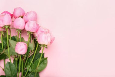 Renkli arkaplanda güzel şakayık gülleri