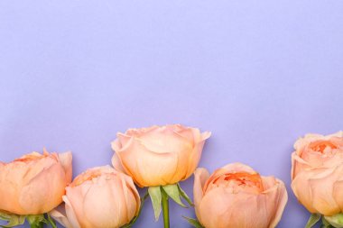 Renkli arkaplanda güzel şakayık gülleri