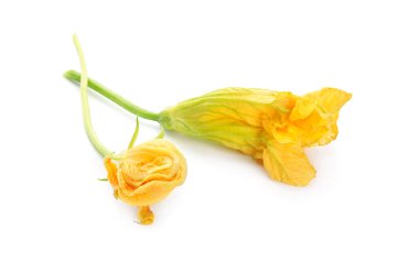 Beyaz arkaplanda kabak çiçekleri