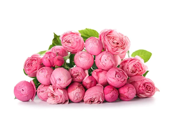 Beautiful Peony Roses White Background — Stock Photo, Image