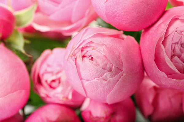 Gyönyörű Bazsarózsa Rózsák Mint Háttér — Stock Fotó
