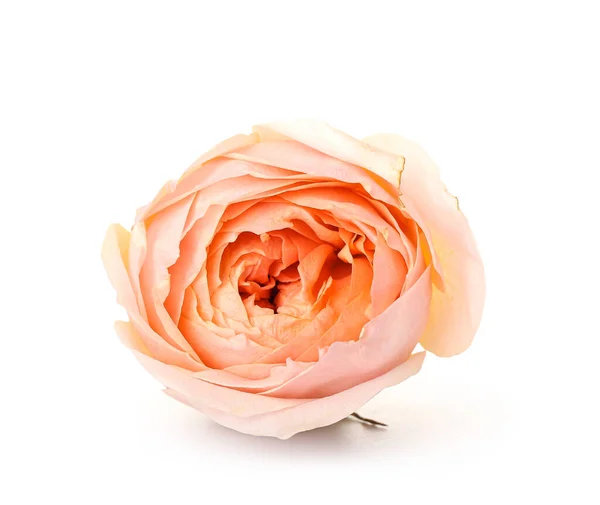 Beautiful Peony Rose White Background — Stock Photo, Image