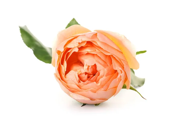 Beautiful Peony Rose White Background — Stock Photo, Image