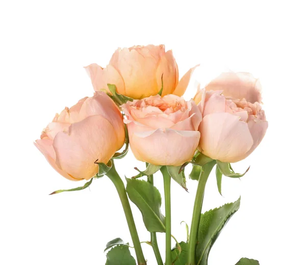 Красивые Пионские Розы Белом Фоне — стоковое фото