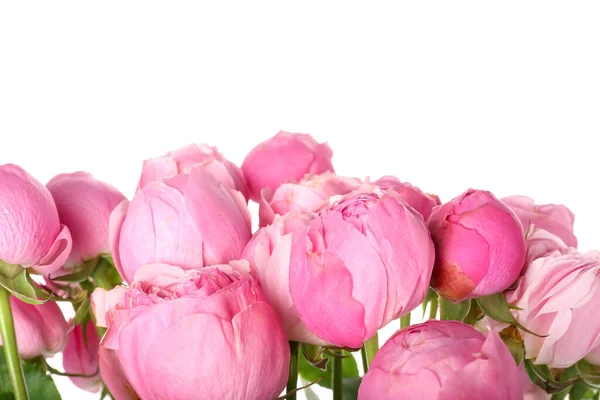 Beautiful Peony Roses White Background — Stock Photo, Image