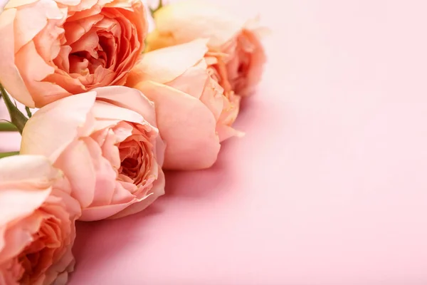 Hermosas Rosas Peonía Sobre Fondo Color — Foto de Stock