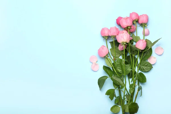 Beautiful Peony Roses Color Background — Stock Photo, Image