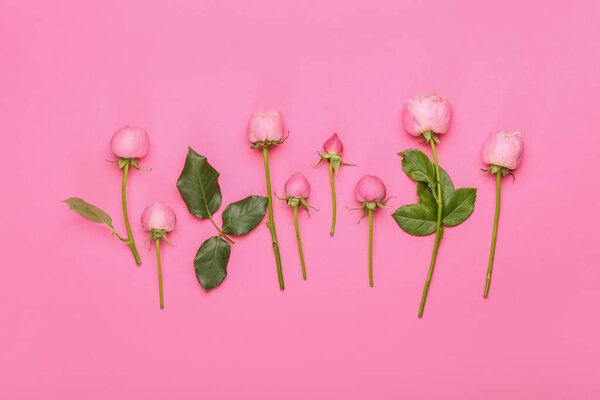 Красивые пионские розы на цветном фоне