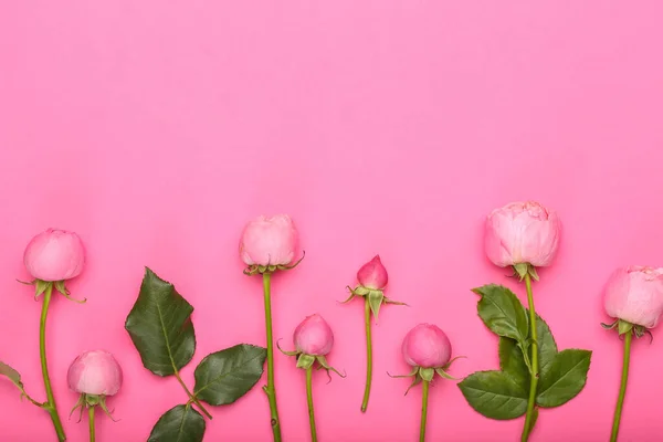 Beautiful Peony Roses Color Background — Stock Photo, Image
