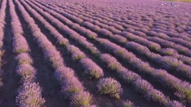 Yaz gününde güzel lavanta tarlası