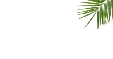 Beyaz arkaplanda tropik palmiye yaprağı