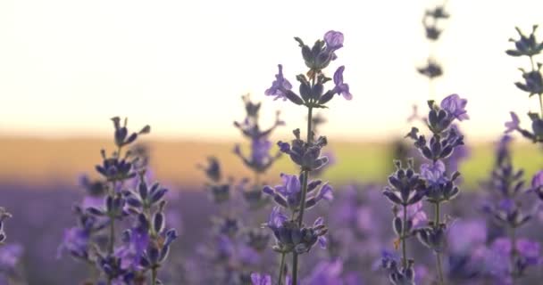Vackra Lavendel Blommor Fält Närbild — Stockvideo