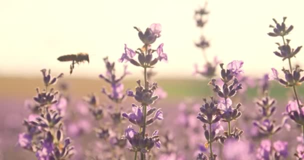 Pszczoła Piękne Kwiaty Lawendy Polu Zbliżenie — Wideo stockowe