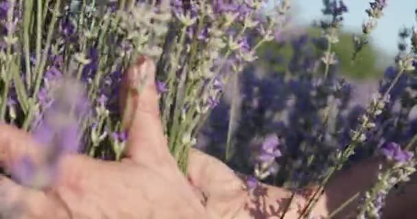 Agricoltore Nel Bellissimo Campo Lavanda Primo Piano — Video Stock