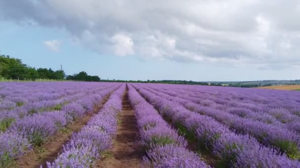Prachtig Lavendelveld Zomerdag — Stockvideo