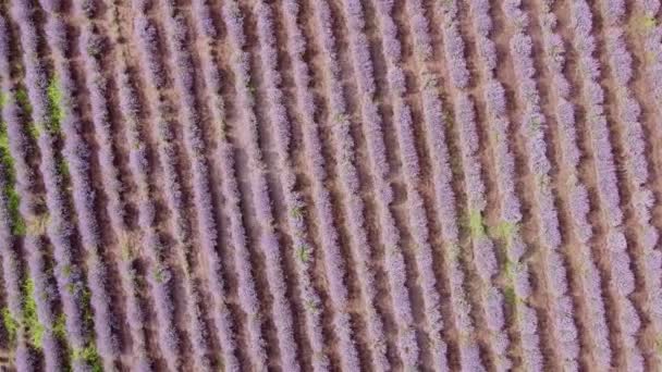 Campo Lavanda Bonita Dia Verão Vista Superior — Vídeo de Stock