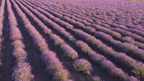 Belo Campo Lavanda Dia Verão — Vídeo de Stock