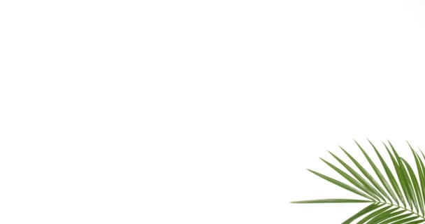 Tropisch Palmblad Witte Achtergrond — Stockvideo