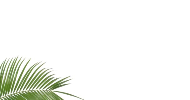 Foglia Palma Tropicale Sfondo Bianco — Video Stock