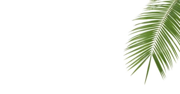 Liść Palmy Tropikalnej Białym Tle — Wideo stockowe