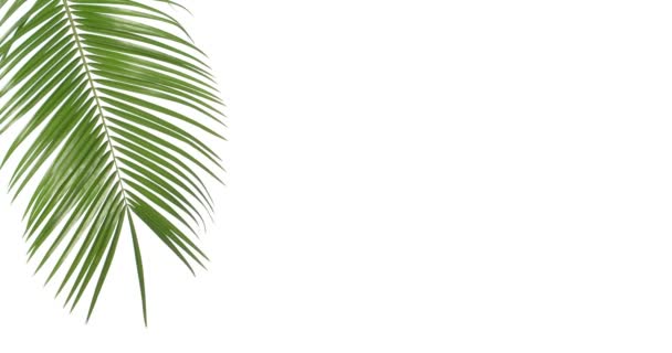 Tropical Palm Leaf White Background — Stock Video