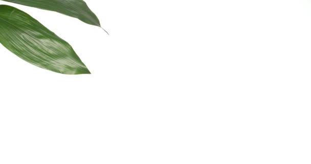 Groene Tropische Bladeren Witte Achtergrond — Stockvideo