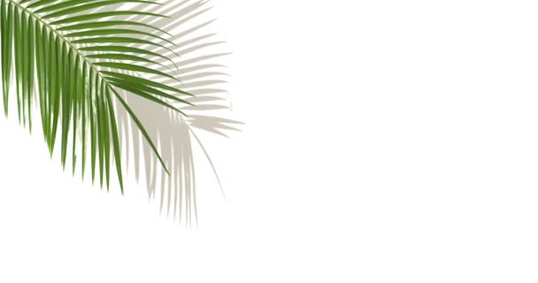 Tropical Palm Leaf White Background — Stock Video