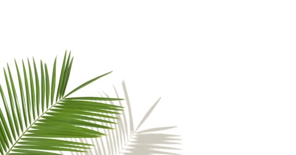 Tropical Palm Leaf White Background — Stock Video