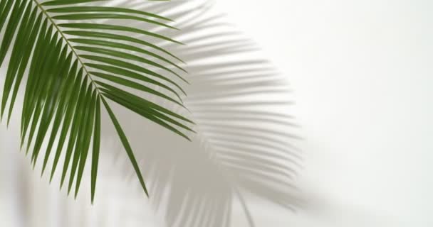 Hoja Palma Tropical Sobre Fondo Blanco — Vídeo de stock