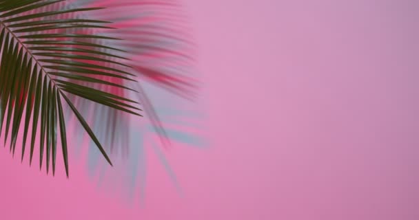 Hoja Palma Tropical Sobre Fondo Color — Vídeo de stock