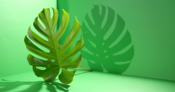 Gröna Tropiska Löv Färg Bakgrund — Stockvideo