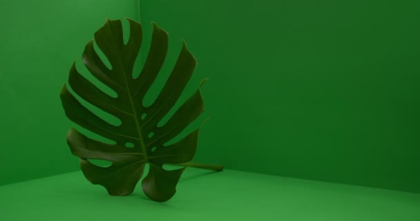 Зелений Тропічний Лист Кольоровому Фоні — стокове відео