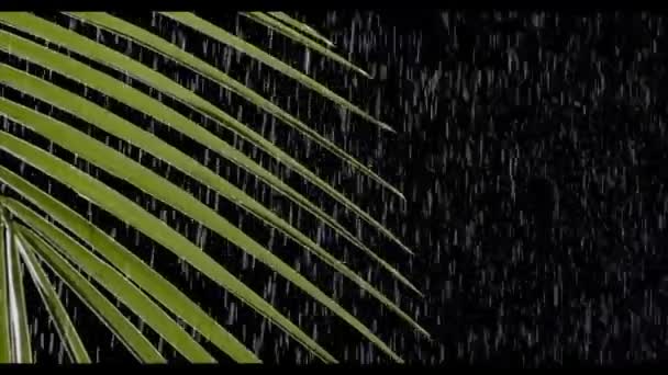 Hoja Palma Tropical Verde Lluvia Sobre Fondo Oscuro Primer Plano — Vídeos de Stock