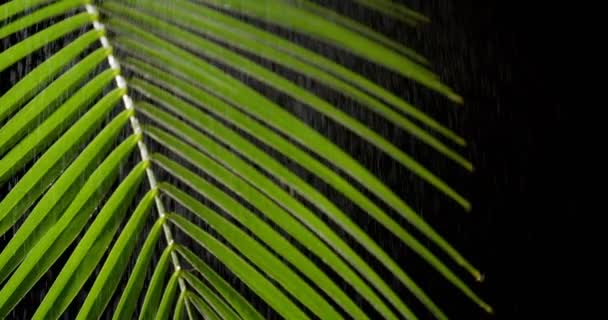 Grünes Tropisches Palmenblatt Regen Auf Dunklem Hintergrund Nahaufnahme — Stockvideo