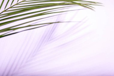 Renkli arka planda taze tropikal palmiye yaprağı, yakın plan