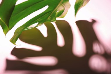 Renkli arka planda taze tropikal palmiye yaprağı, yakın plan