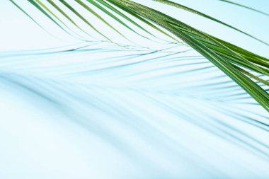 Renkli arka planda taze tropikal palmiye yaprağı, yakın plan