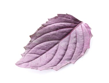 Beyaz arkaplanda taze fesleğen yaprağı