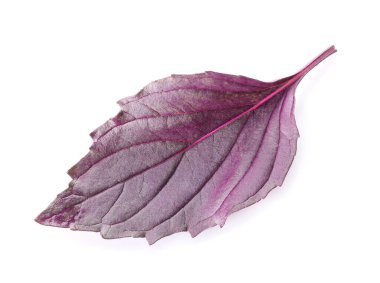 Beyaz arkaplanda taze fesleğen yaprağı